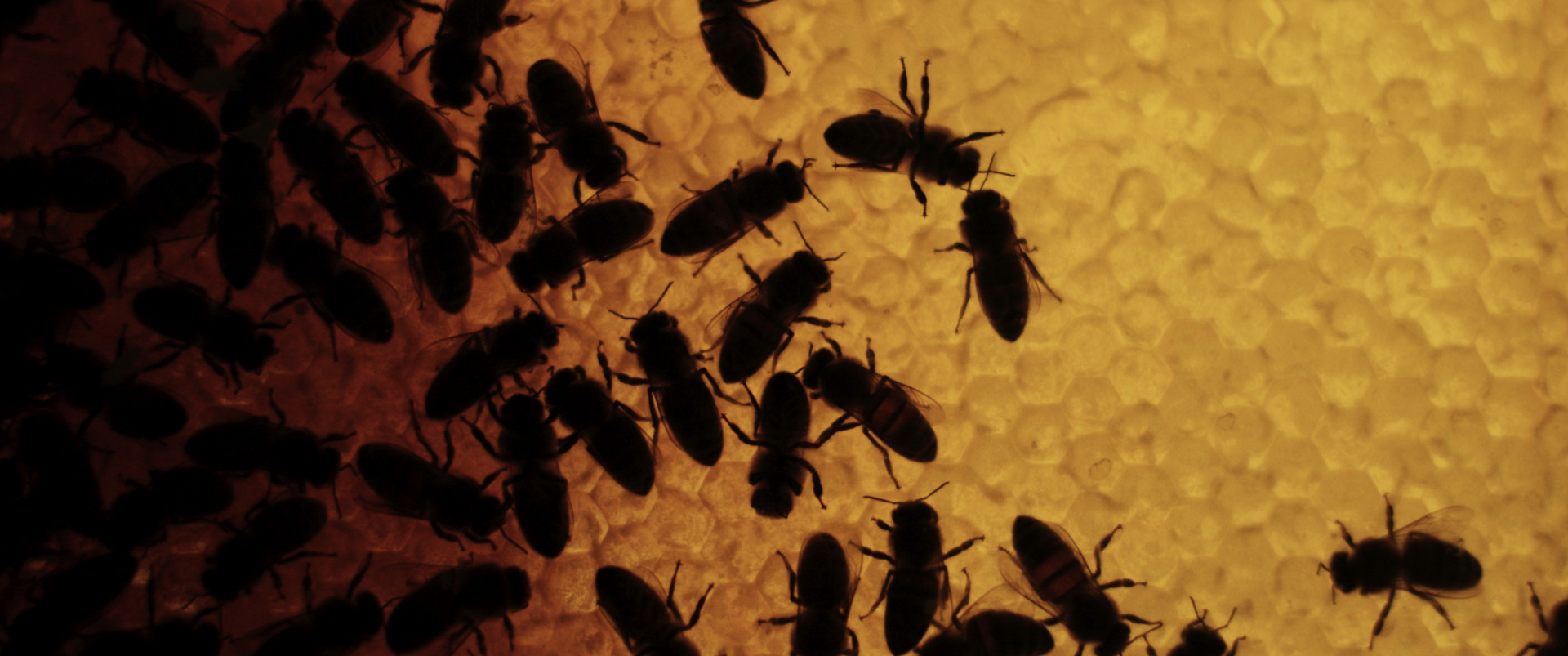 APISCOPE ETC 00 01 46 23Still070